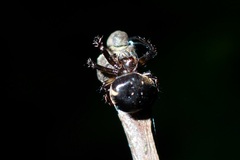 Eriovixia hainanensis