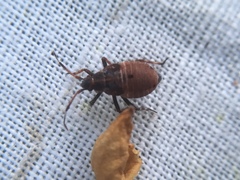 Deraeocoris olivaceus