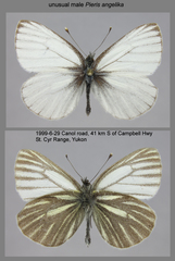 Pieris angelika