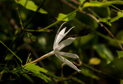 Jasminum nervosum