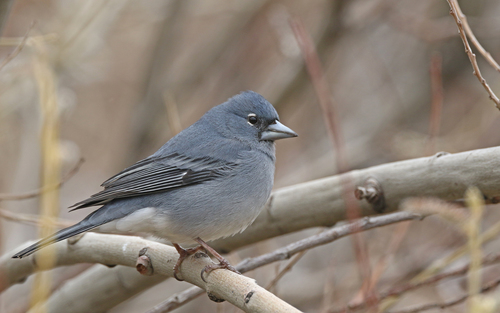 Pinzón azul de Tenerife (Fringilla teydea)