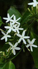 Holarrhena pubescens