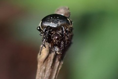 Eriovixia hainanensis