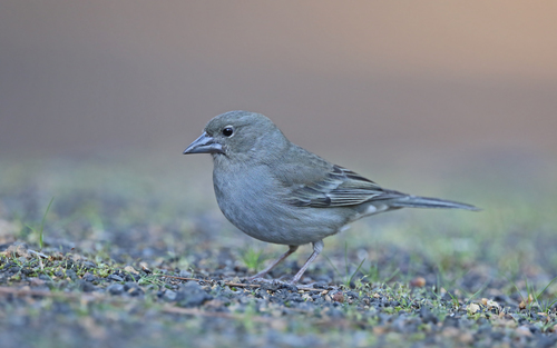 Pinzón azul de Tenerife (Fringilla teydea)