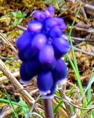 Muscari neglectum