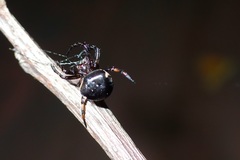 Eriovixia hainanensis