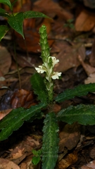 Acanthus leucostachyus