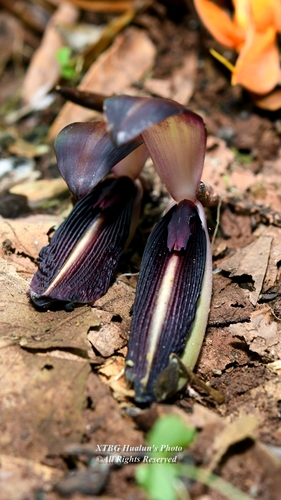 Lowiaceae