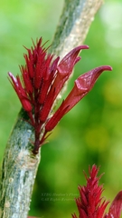 Cyclacanthus coccineus