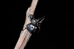 Eriovixia hainanensis