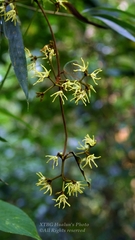 Toxocarpus fuscus