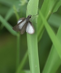 Aeromachus plumbeola
