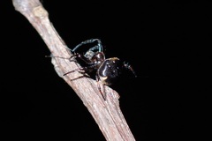 Eriovixia hainanensis