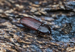 Cerylon ferrugineum