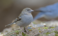 Blue Chaffinch photo 4