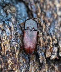 Cerylon ferrugineum
