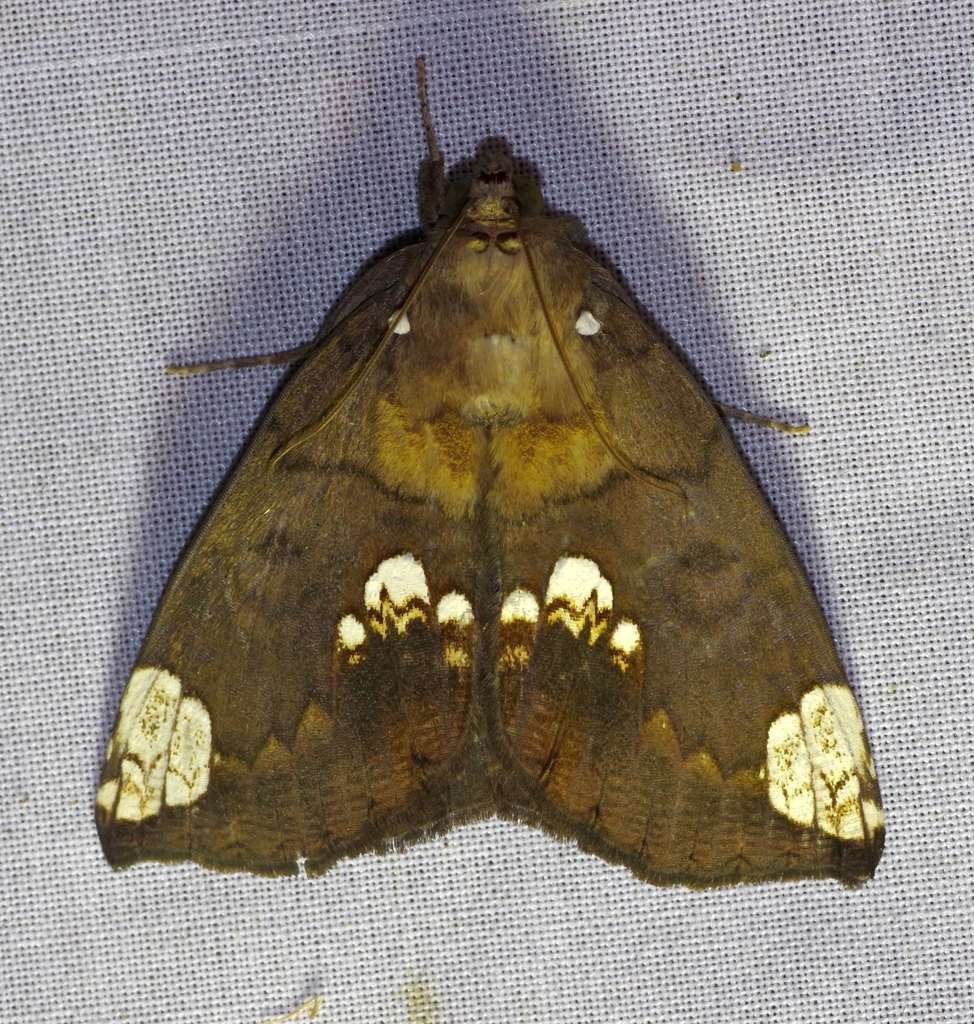 Achaea dasybasis