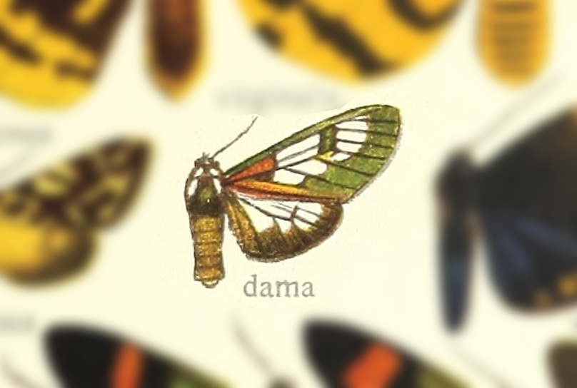 Cyanarctia dama