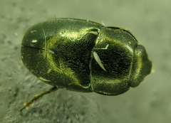 Meligethes viridescens