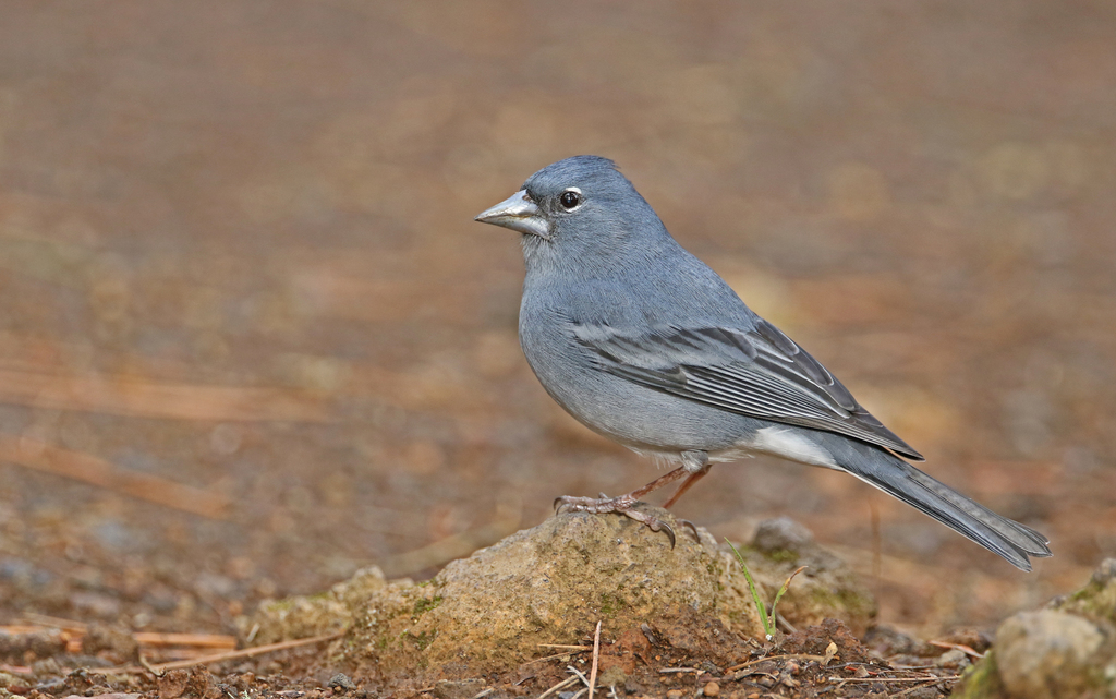 Blue Chaffinch