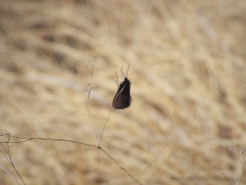 Epichnopterix alpina