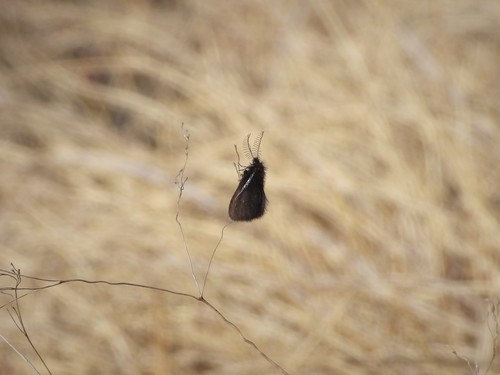 Epichnopterix alpina