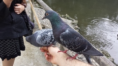 Columba livia domestica