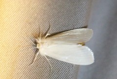 Rupela albina