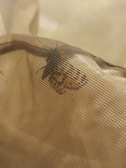 Eurranthis plummistaria