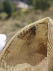 Eurranthis plummistaria