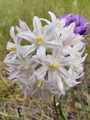 Dichelostemma multiflorum