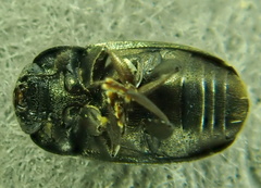 Meligethes viridescens