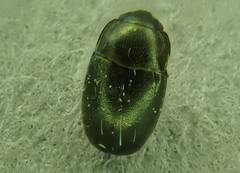 Meligethes viridescens