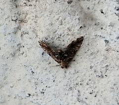 Lepidoptera