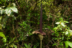 Amorphophallus hirtus