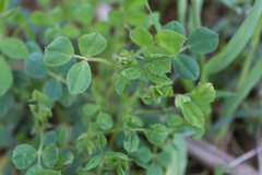 Medicago scutellata