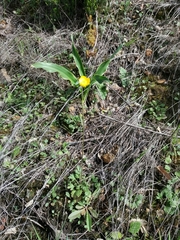 Ranunculus ollissiponensis