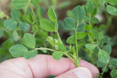 Medicago scutellata