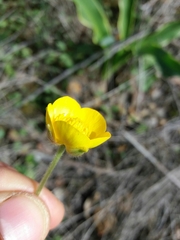 Ranunculus ollissiponensis