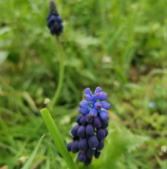 Muscari neglectum