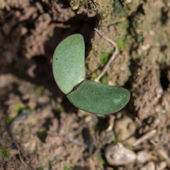 Medicago scutellata