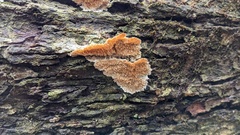 Steccherinum laeticolor