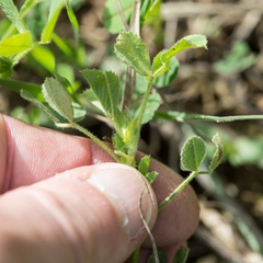 Medicago scutellata