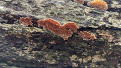 Steccherinum laeticolor