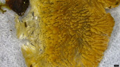 Steccherinum laeticolor