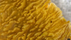 Steccherinum laeticolor