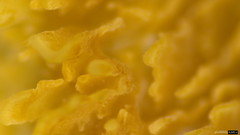 Steccherinum laeticolor