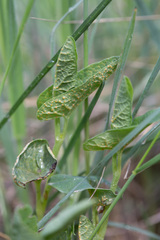 Puccinia aristolochiae