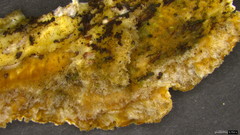 Steccherinum laeticolor