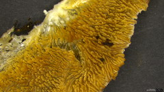 Steccherinum laeticolor